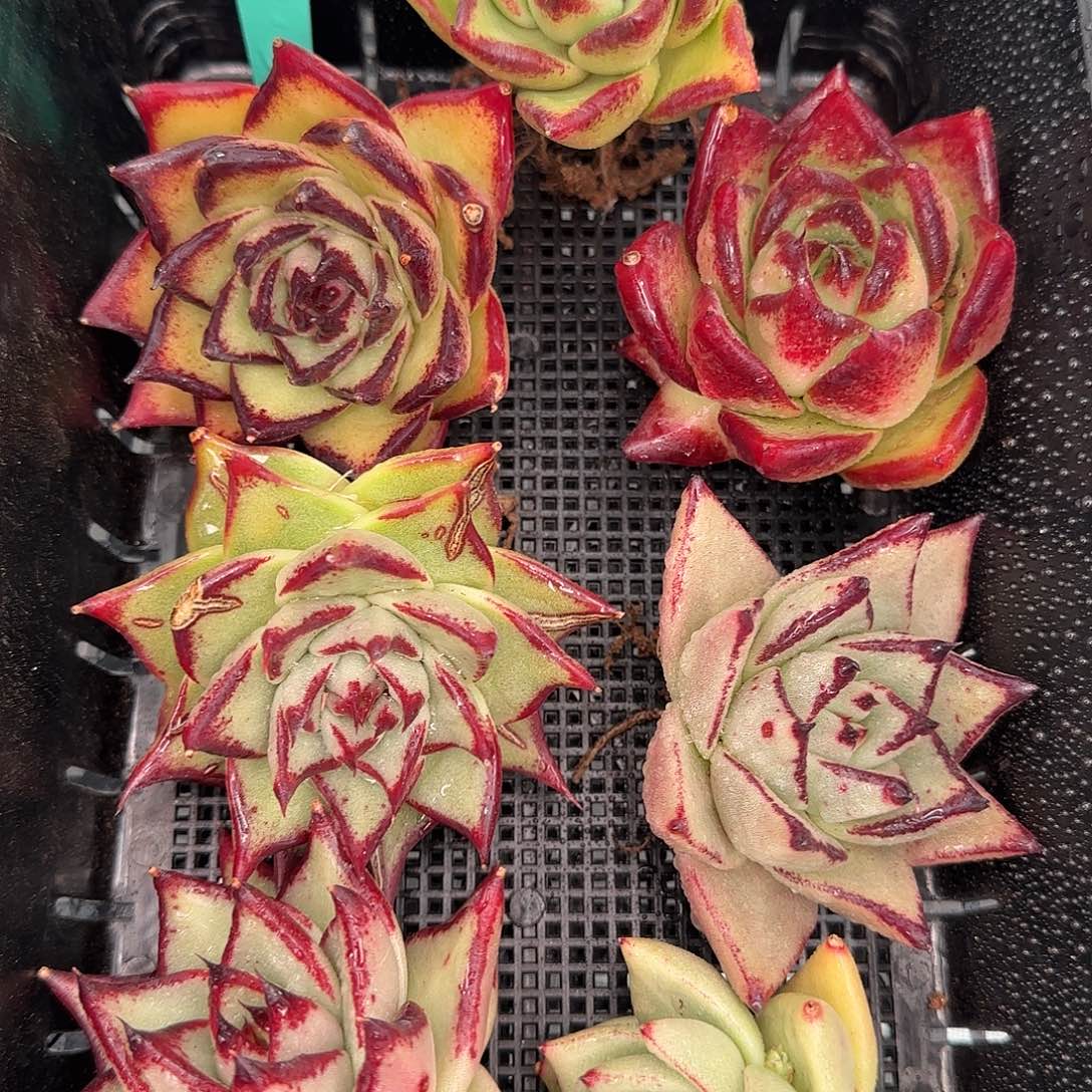 从前慢花园精选0116-36