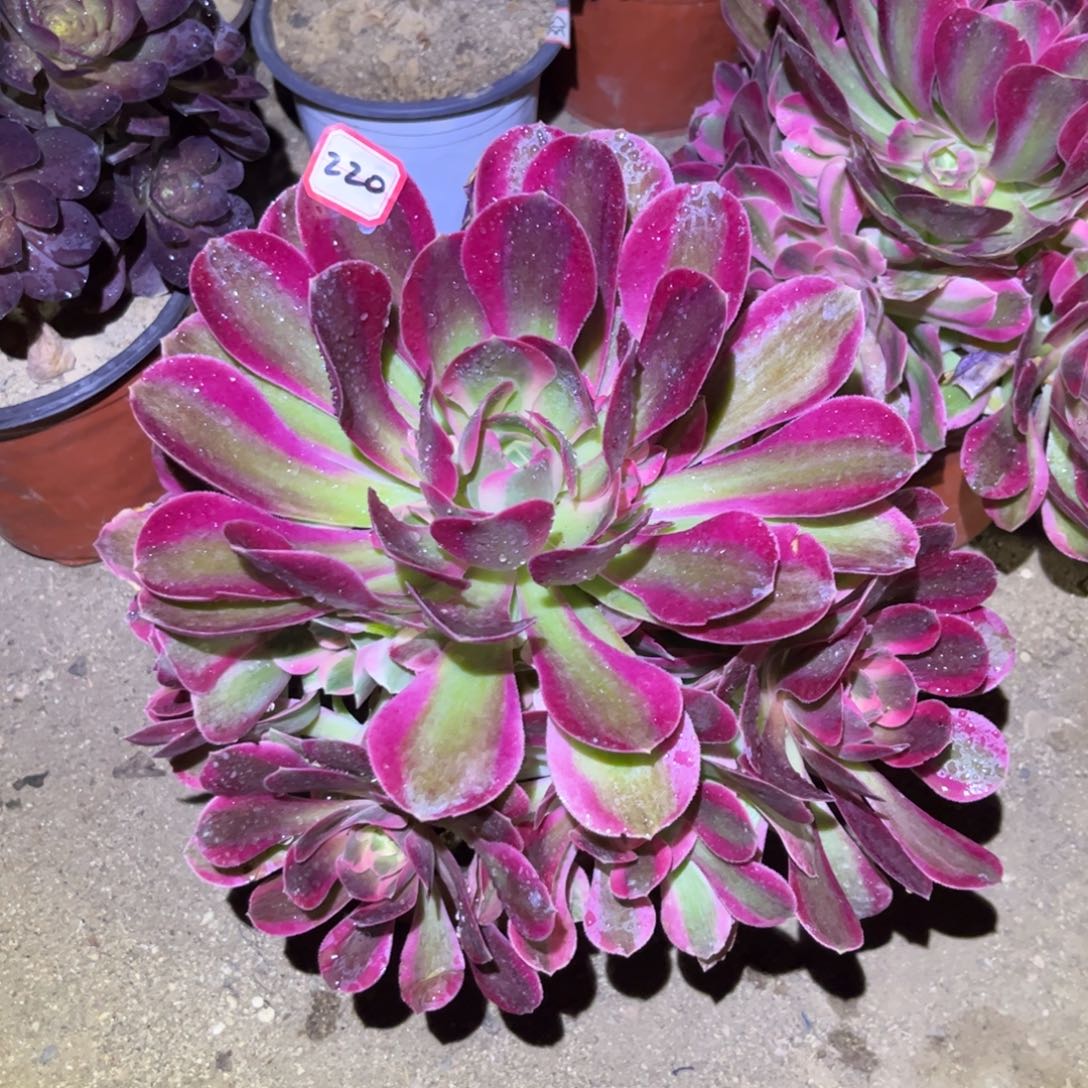 220多肉植物七彩石