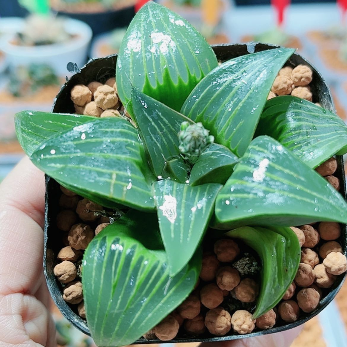 【闪购商品】西山寿