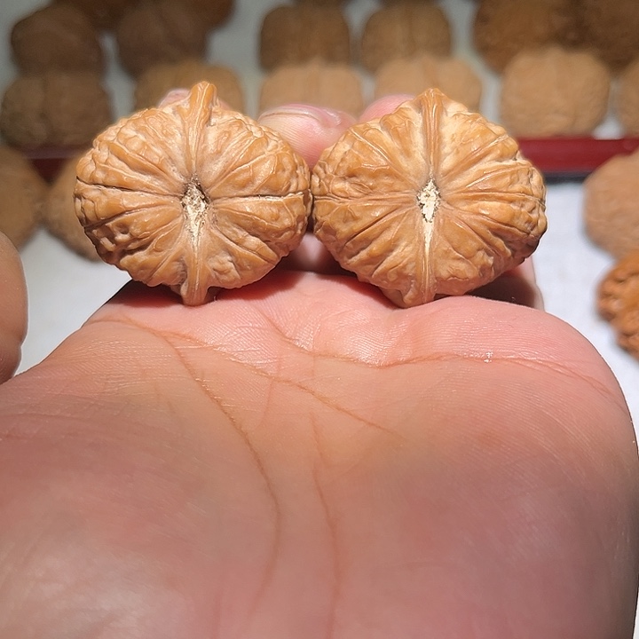 木40全品南瓜敦。    