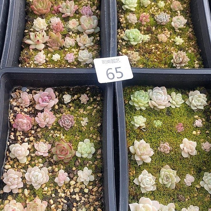 65 多肉植物盆栽花卉