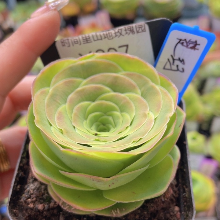 楚玛玫瑰一物一拍207