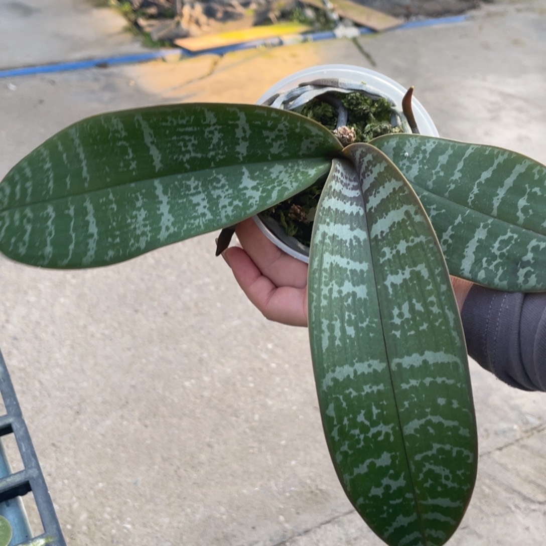 当前无花栽培后可以开花3寸西雷利盲盒