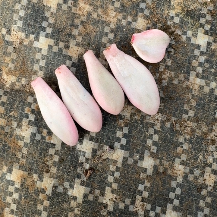 花斑鹿粉恋叶片一物一拍