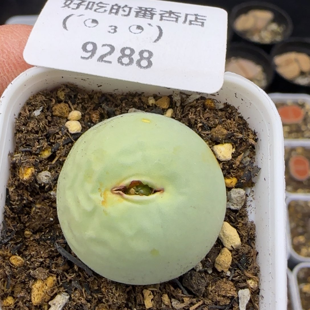 9288。默认脱土。18包邮。偏远88包邮