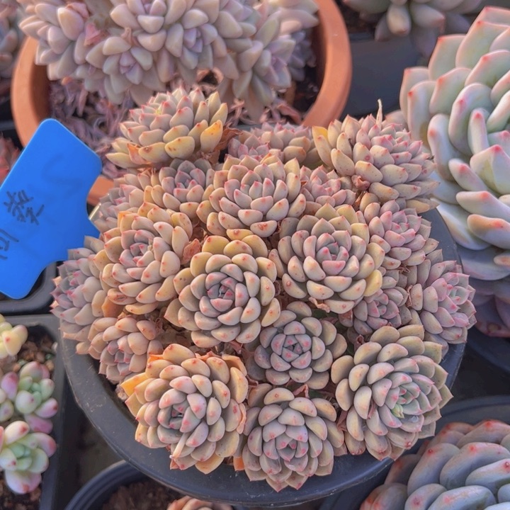 健健康康平平安安