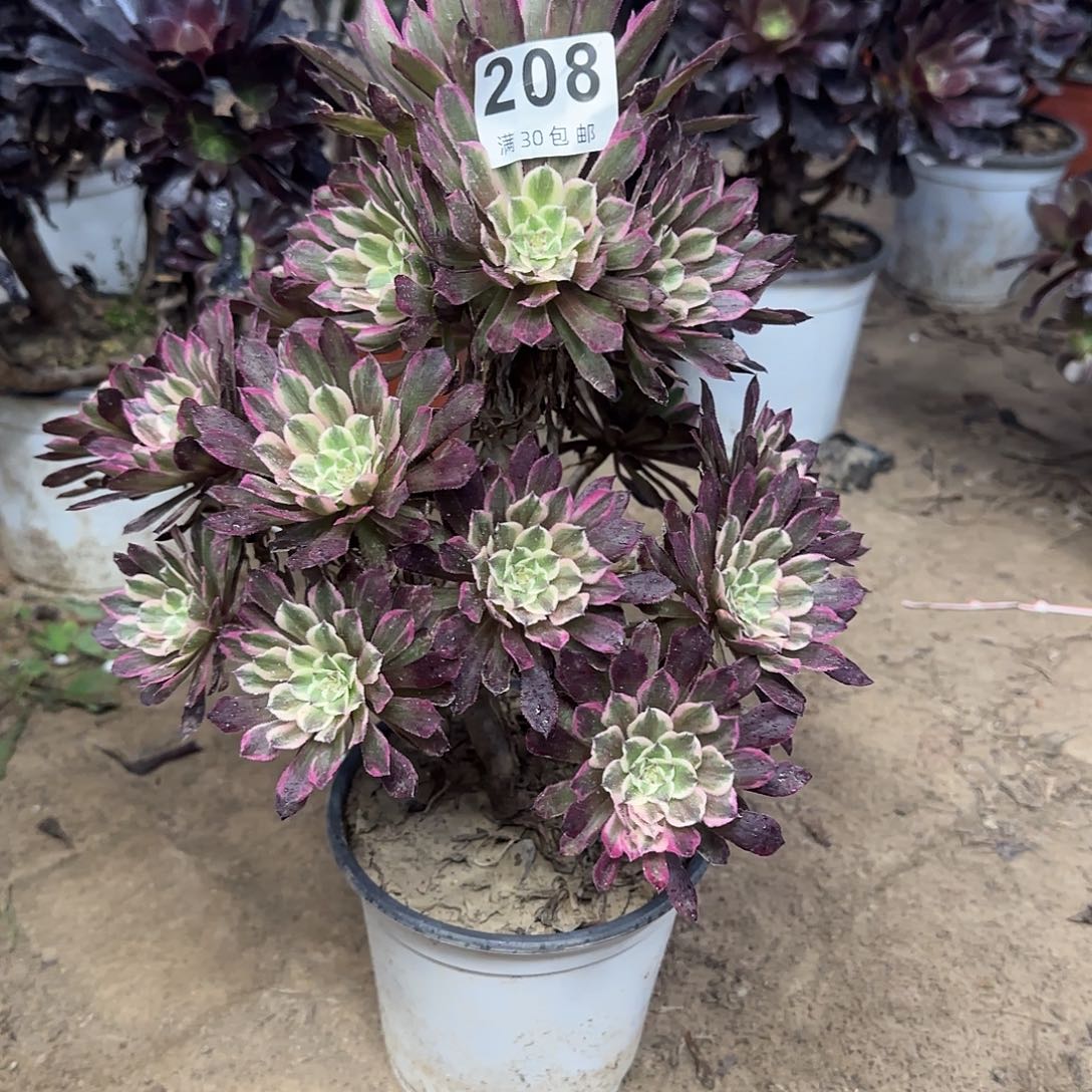 208。                 