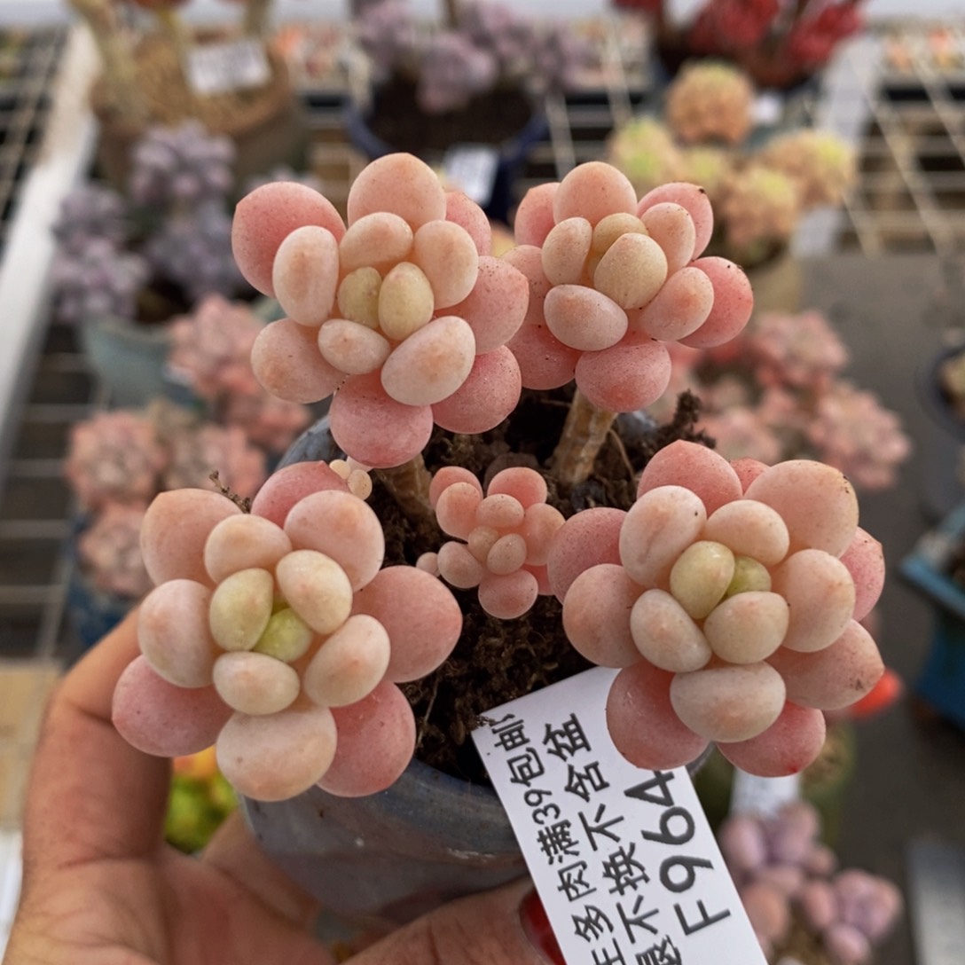 鱼子酱964/5cm多肉