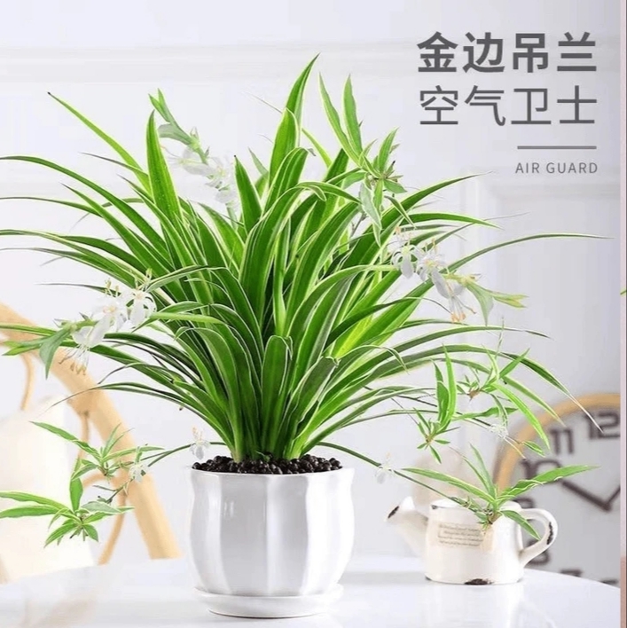 金边吊盆栽垂吊植物可吸一帆风顺除甲醛适合阳台办公室庭院绿化