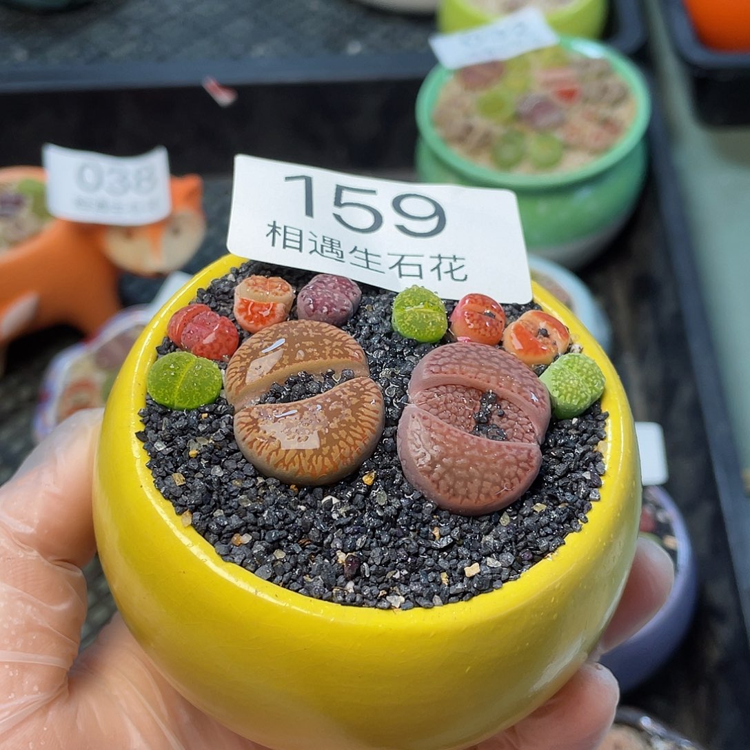 相遇生石花链接159