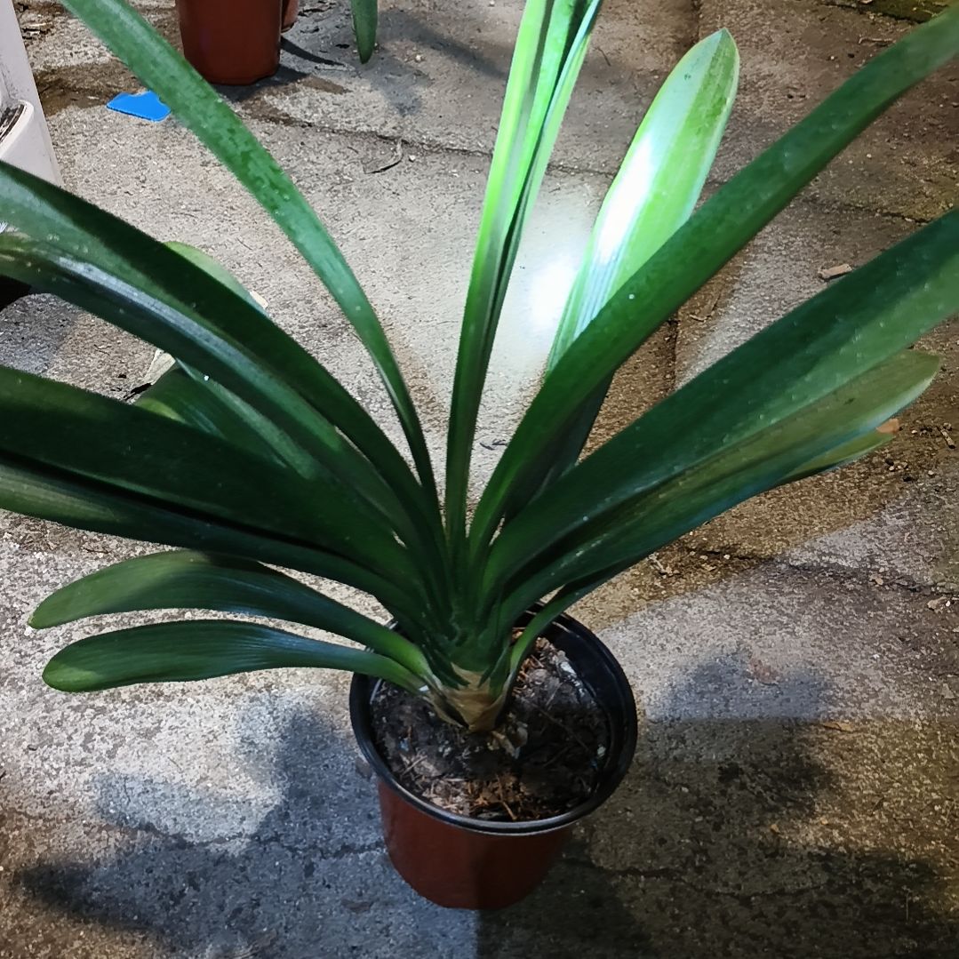 大***刘当前无花栽培后可以开花盲盒大苗残叶特惠一棵