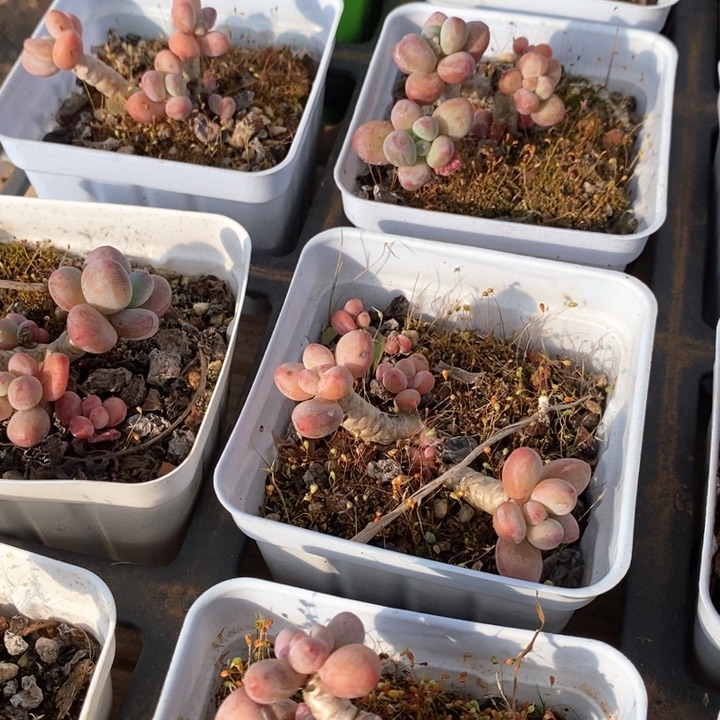 66苹果奶不售后 福利多多