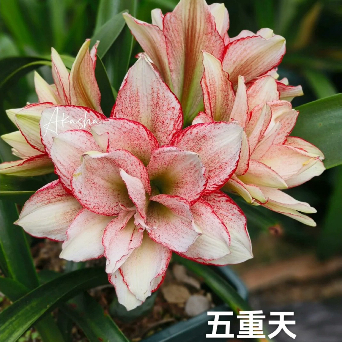 朱顶红 五重天 包对版