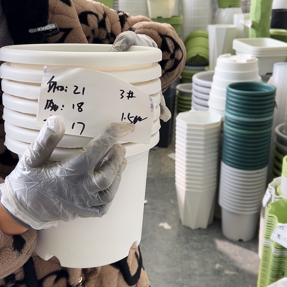 四季盆3#白色10个无托