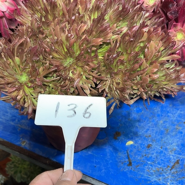 多肉植物红珊瑚缀花