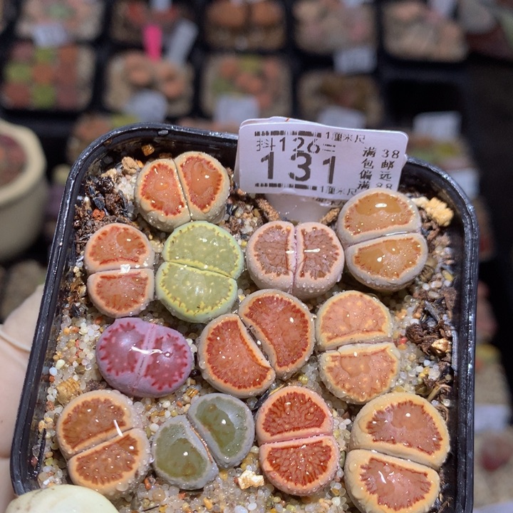 精品生石花126.131