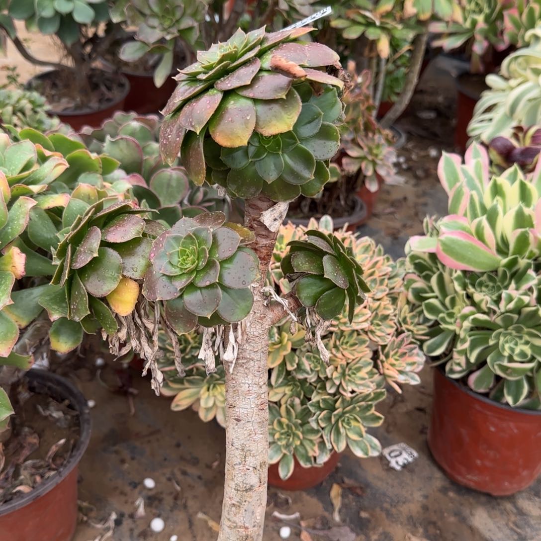 金缕多肉360满28包邮断枝不包