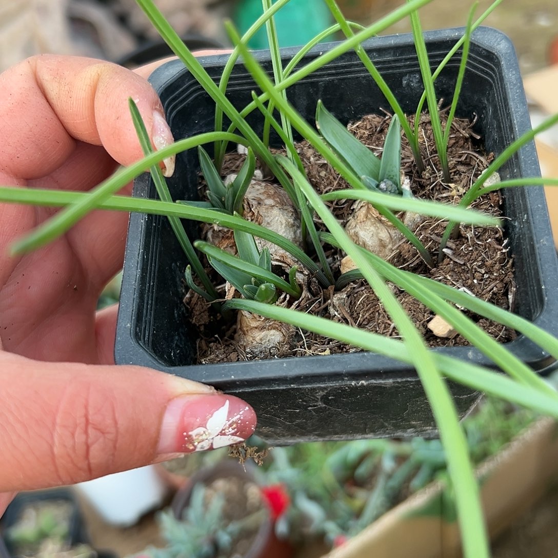 多肉植物风信子开花