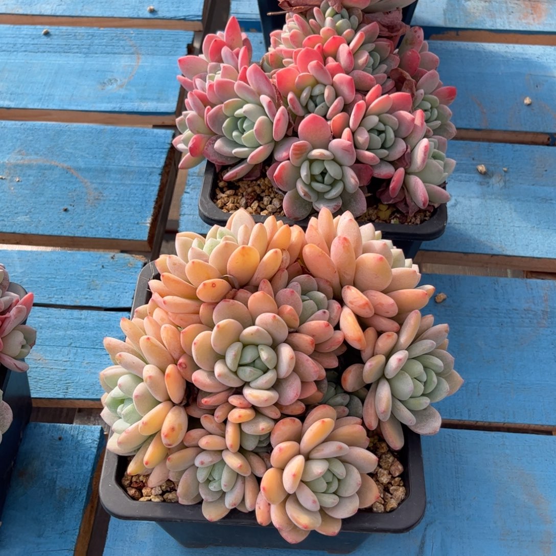 威***多肉植物冷香多肉