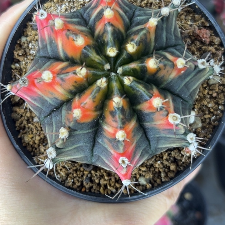 泰国米哈仙人球18