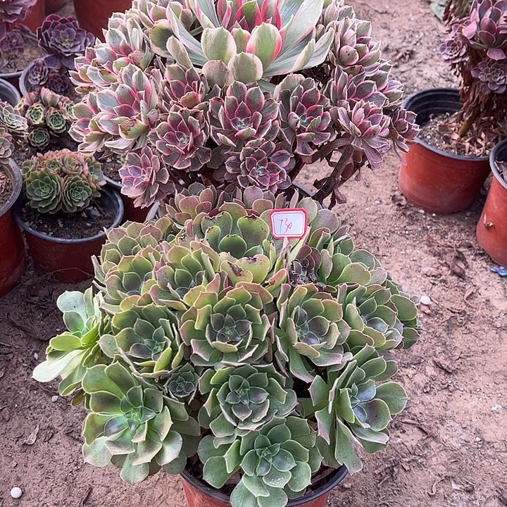 730多肉植物组合，