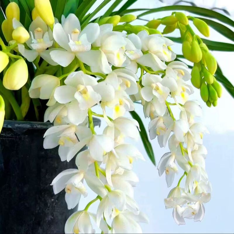 【白玉香兰】室内阳台观赏花期长带盆带土带花苞