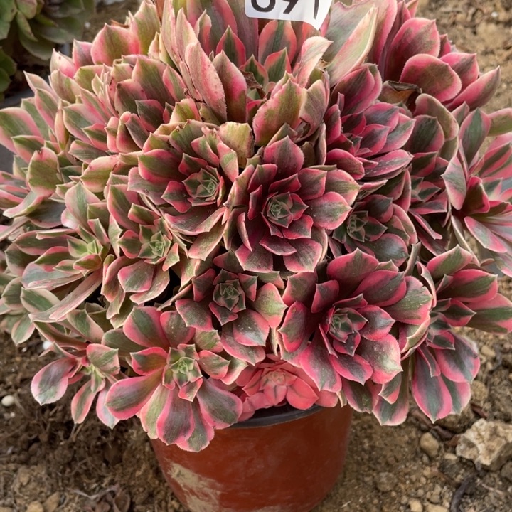 无花朵691女妖对肉植物