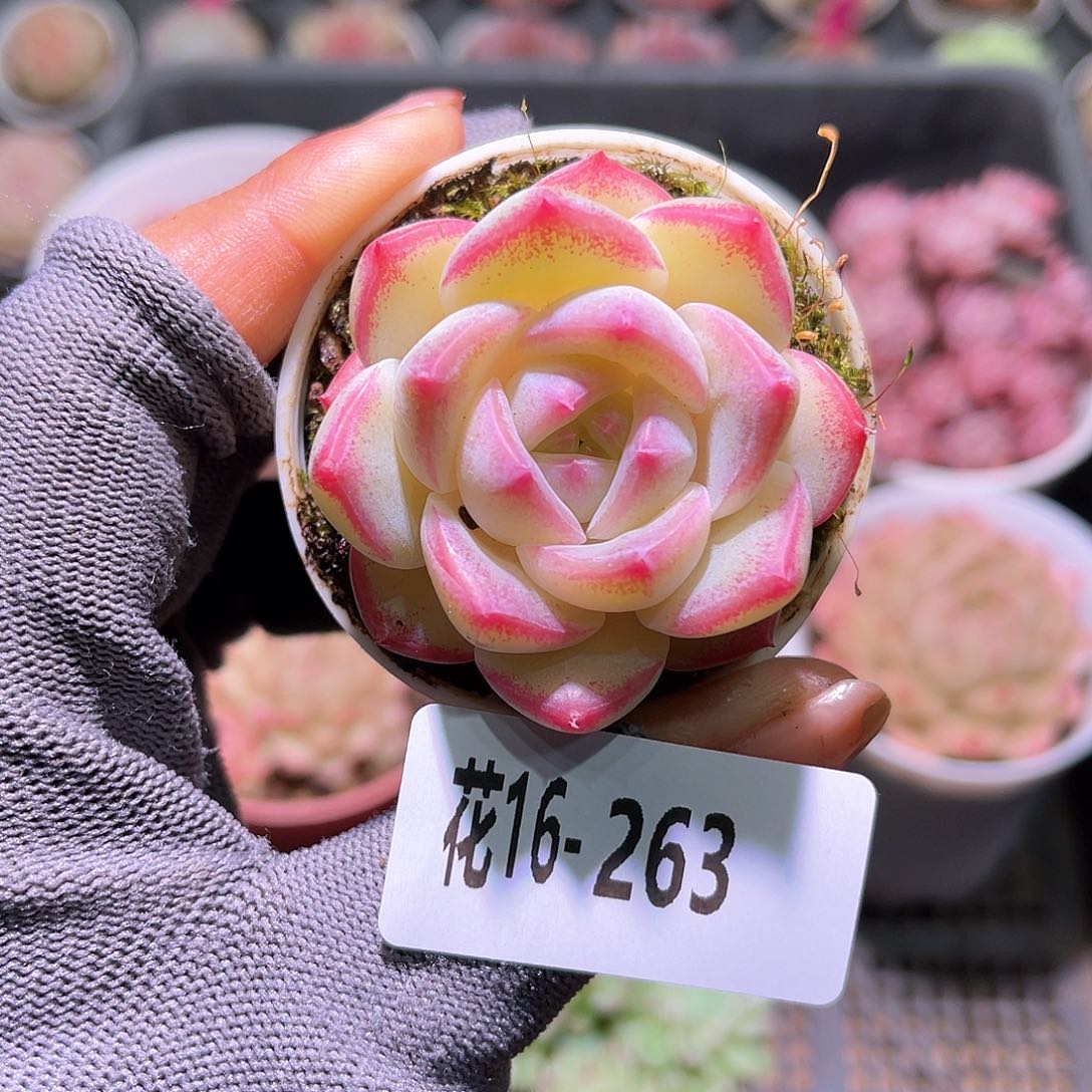 花16-263新品单头