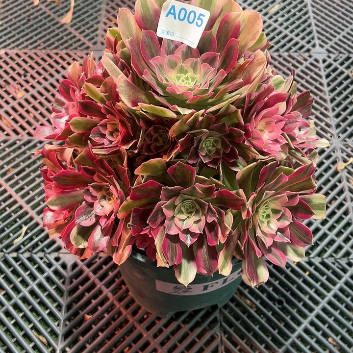 005男神多肉植物