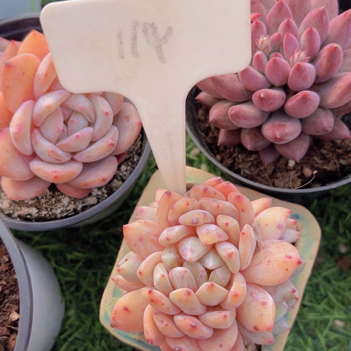 健健康康平平安安