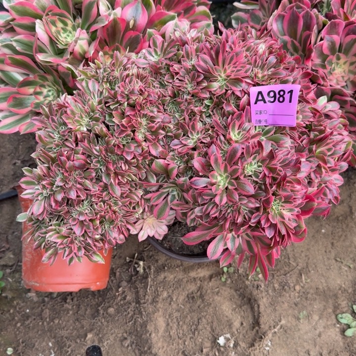 粉女郎缀多肉法师981