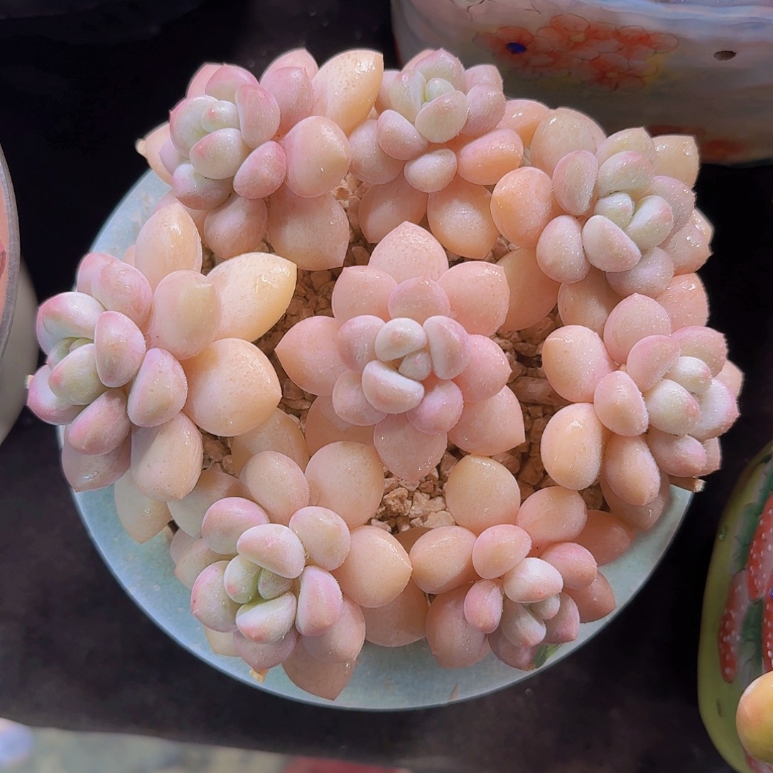泡泡糖多肉一物一拍
