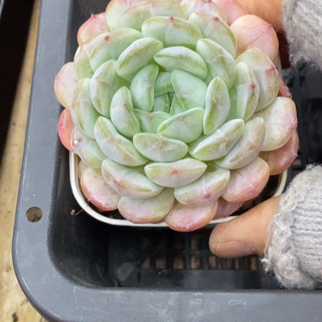 精品多肉一物拍不包整76