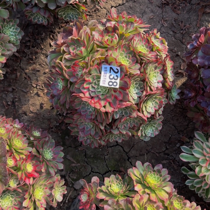 莲花花27-39包邮花花