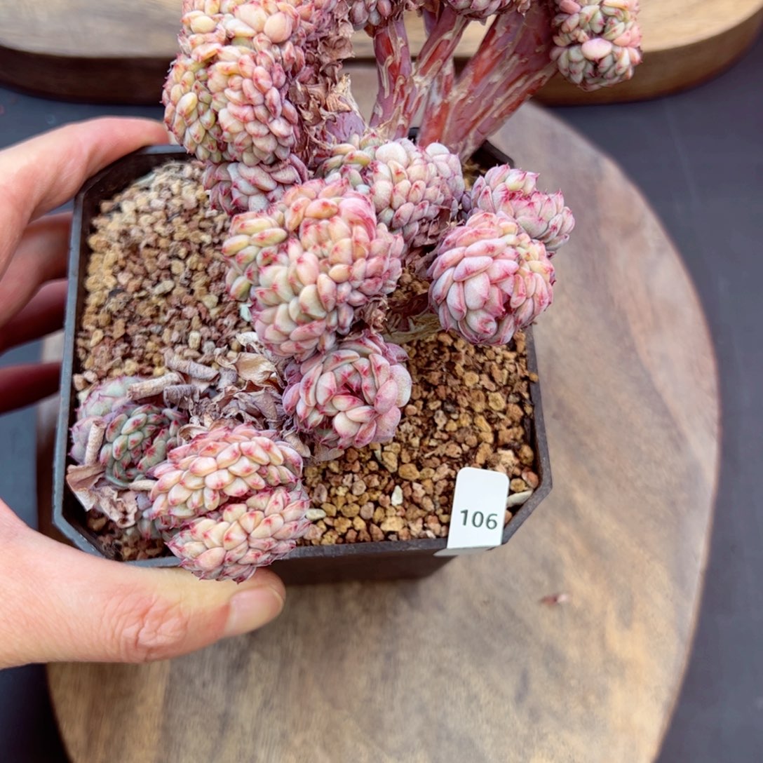 好好看106、哈哈哈哈