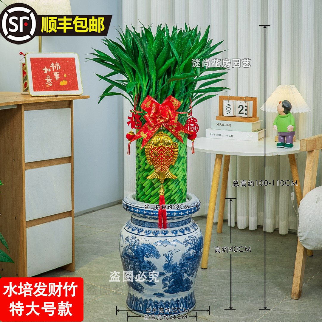 顺丰加大发财竹富贵竹水培竹办公室招财竹富贵竹乔迁吉祥观叶客厅