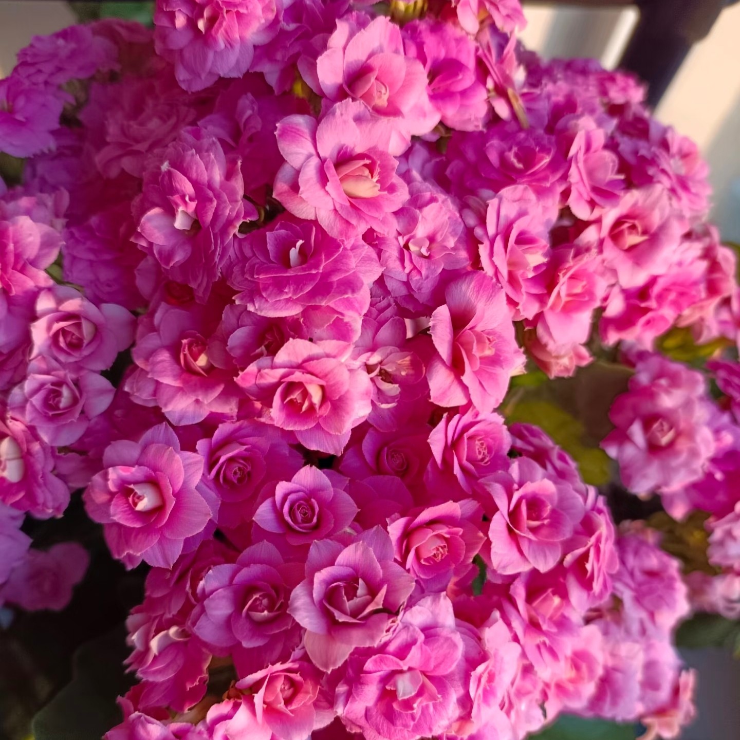 130盆【重瓣春晓】粉色稀有新品 精品长寿 阳台盆栽 售后 鲜活