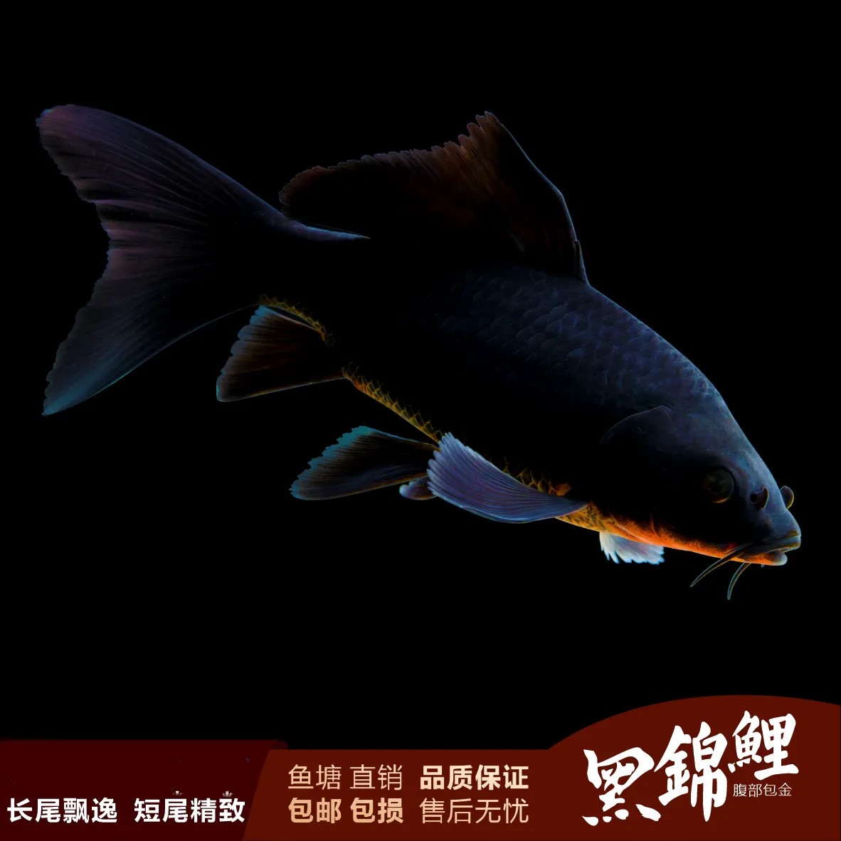 黑金锦鲤3条15-18cm血统锦鲤观赏鱼冷水淡水好养耐活颜色多样