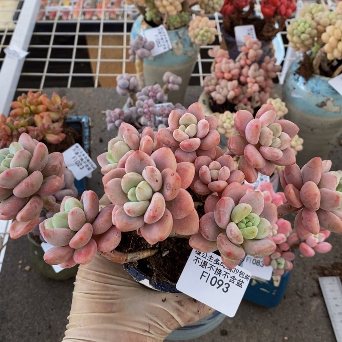 樱花洛神093/13c m