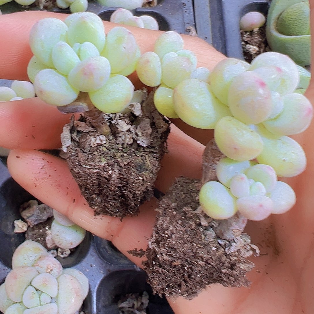 老桩泡泡糖苗5颗19包邮