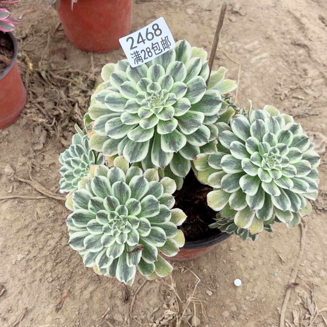 2468碧浪多肉11111