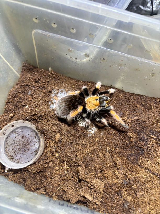 墨西哥血脚蜘蛛aph属寿命超长可25年以上活体蜘蛛宠物蜘蛛血脚蜘