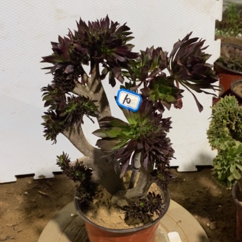 黑法师缀一物一拍