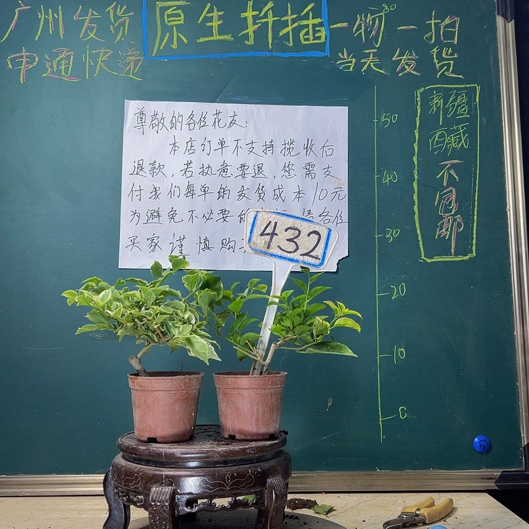 当前无花栽培后可以开花少女心掌中宝 斑绿米罗同株掌中宝 432