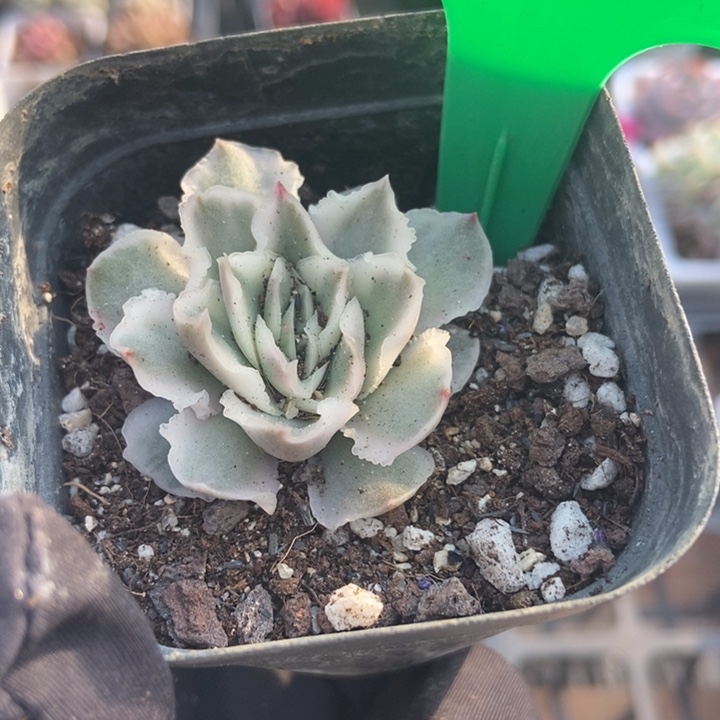 68紫蝴蝶锦多肉植物保护