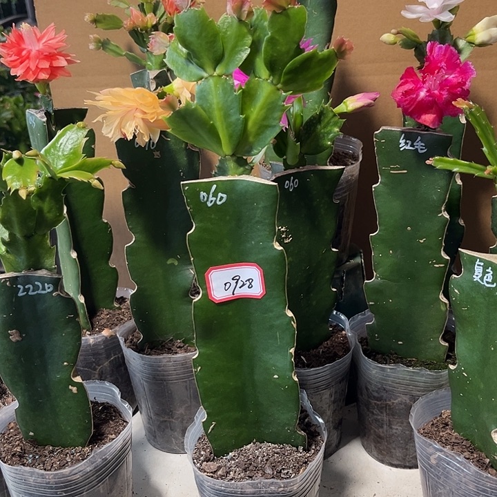 $***当前无花朵，栽培后可花朵060