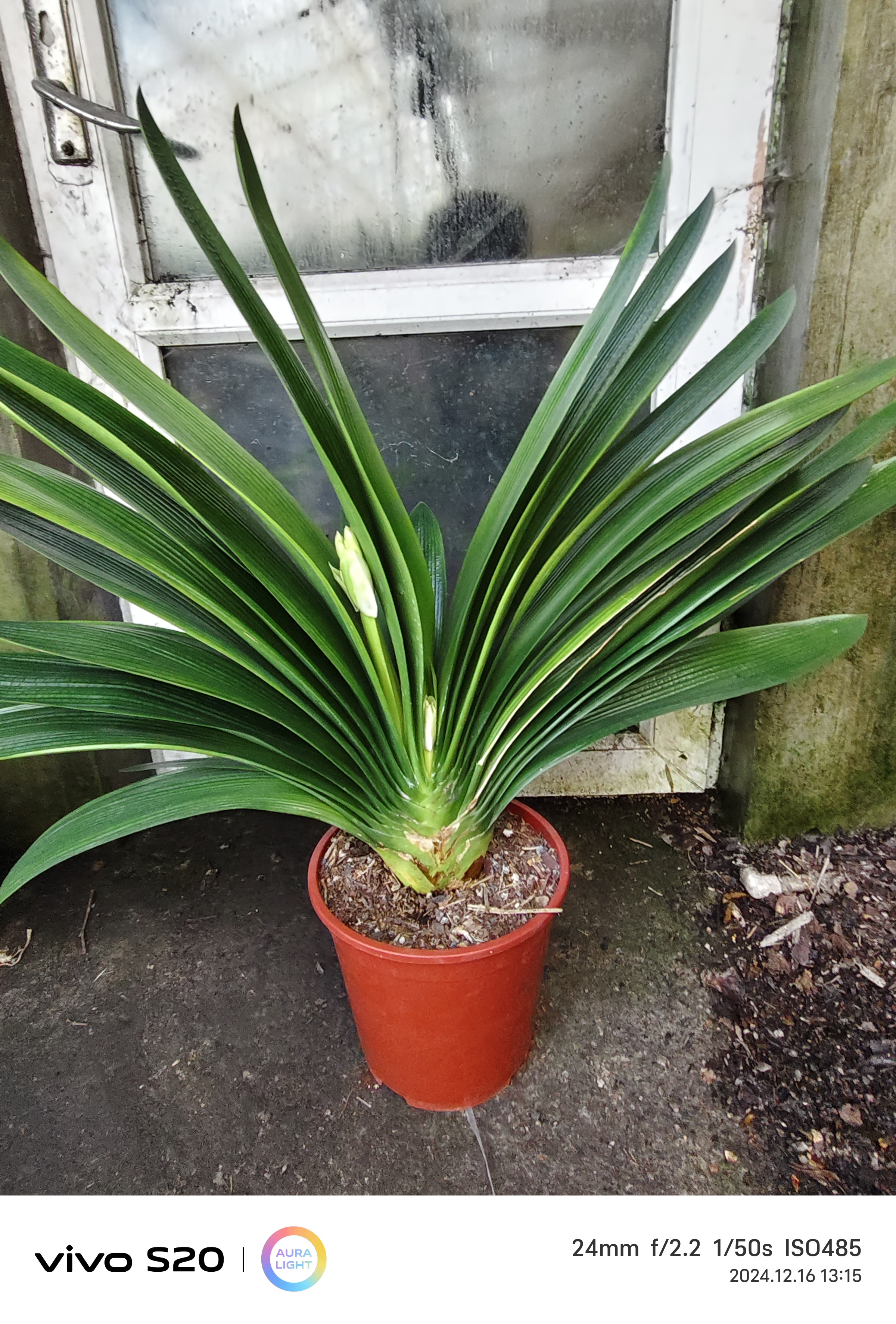 君子兰，技师，油匠，大桥，短叶