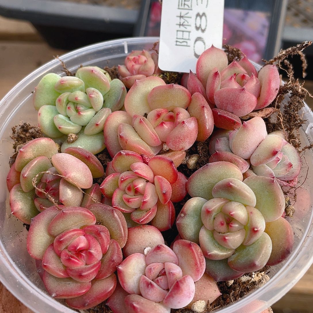 多肉植物多肉植物838