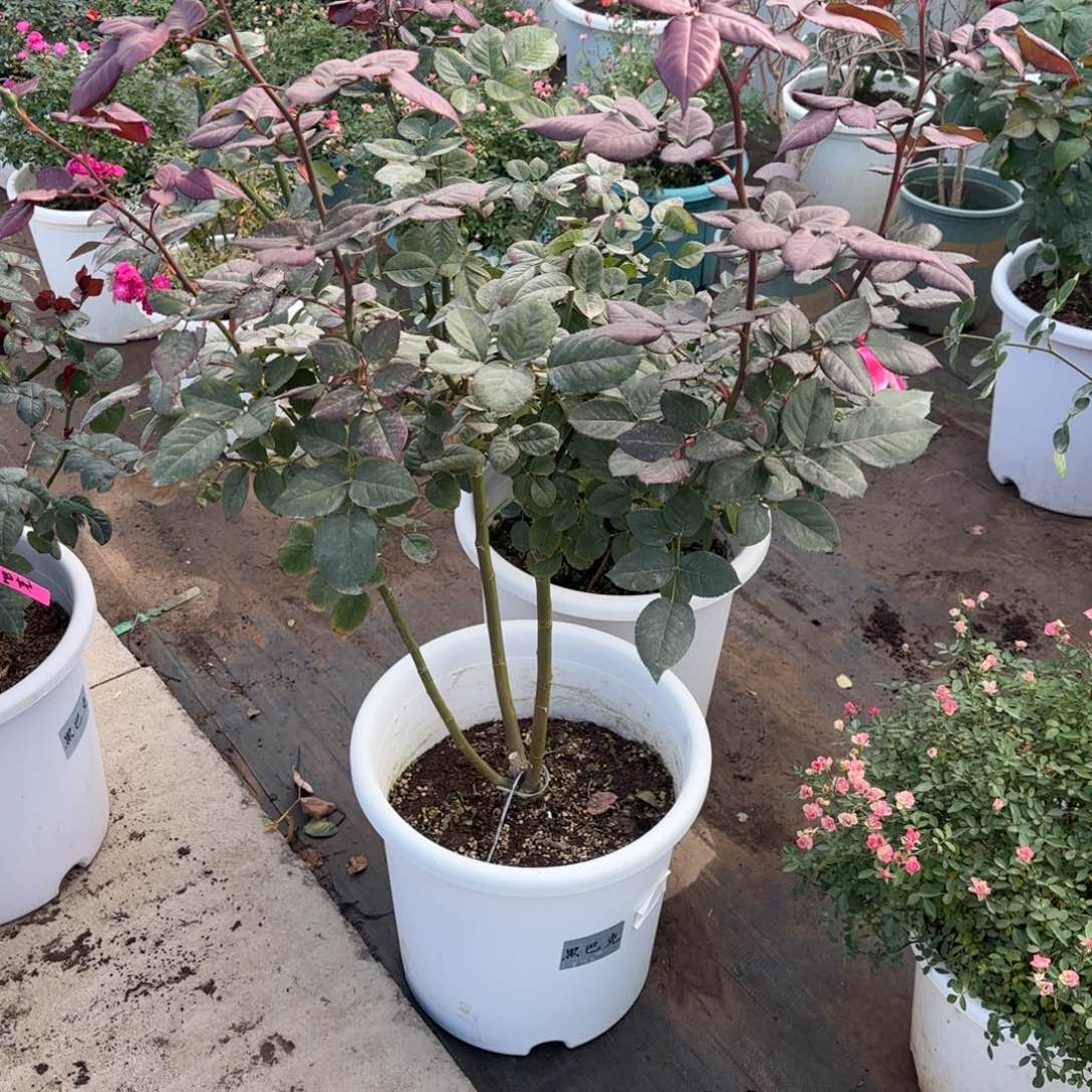 完全开放精品月季花