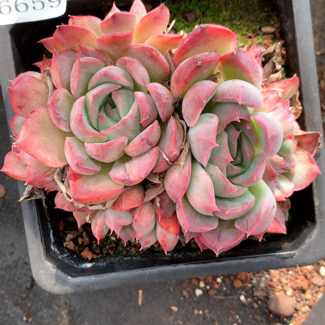 肉*6659不包整散掉头不售后服务